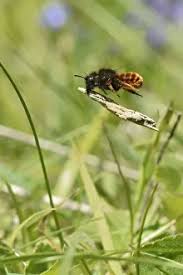 Attēlu rezultāti vaicājumam “Osmia bicolor”