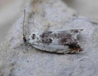 Attēlu rezultāti vaicājumam “Ancylis laetana”