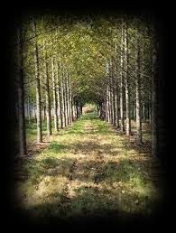 Attēlu rezultāti vaicājumam “Populus x petrowskyana”