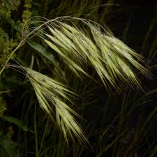 Attēlu rezultāti vaicājumam “Anisantha tectorum fruit”