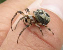 Attēlu rezultāti vaicājumam “Larinioides cornutus female”