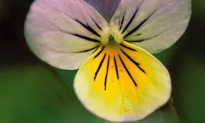 Attēlu rezultāti vaicājumam “Viola tricolor flower”