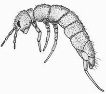 Attēlu rezultāti vaicājumam “Collembola”