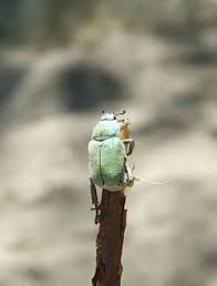 Attēlu rezultāti vaicājumam “Hoplia parvula”