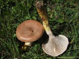 Attēlu rezultāti vaicājumam “Gomphidius glutinosus”