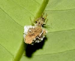 Attēlu rezultāti vaicājumam “Chrysopidae larva”