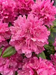 Attēlu rezultāti vaicājumam “rhododendron”