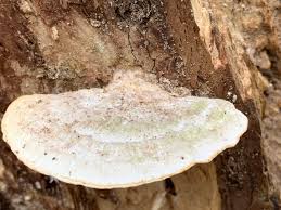 Attēlu rezultāti vaicājumam “Trametes gibbosa”