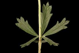 Attēlu rezultāti vaicājumam “Potentilla argentea leaf”