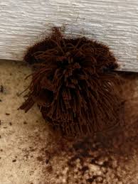 Attēlu rezultāti vaicājumam “Stemonitis splendens spores”