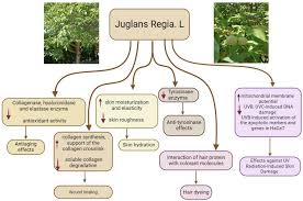 Attēlu rezultāti vaicājumam “Juglans x sinensis”