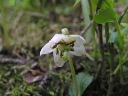 Attēlu rezultāti vaicājumam “Moneses uniflora fruit”
