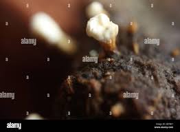 Attēlu rezultāti vaicājumam “Penicillium vulpinum”