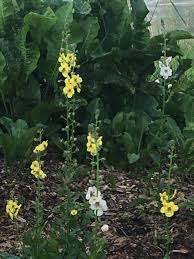 Image result for Verbascum blattaria