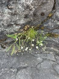 Attēlu rezultāti vaicājumam “Sagina nodosa leaf”
