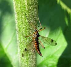 Attēlu rezultāti vaicājumam “Dictenidia bimaculata”