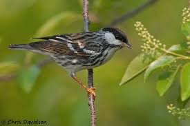 Image result for Dendroica striata