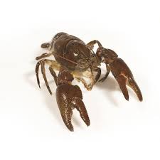 Attēlu rezultāti vaicājumam “Astacus leptodactylus”