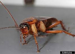 Image result for periplaneta americana