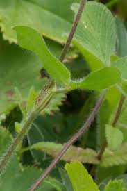Attēlu rezultāti vaicājumam “Trifolium alpestre”