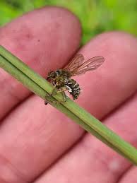 Attēlu rezultāti vaicājumam “Entomophthora”