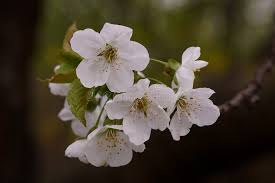 Attēlu rezultāti vaicājumam “Prunus avium flower”