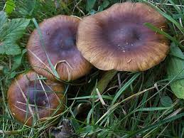 Attēlu rezultāti vaicājumam “Tricholoma sp.”