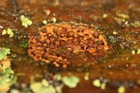 Attēlu rezultāti vaicājumam “Cribraria purpurea spores”