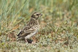 Image result for Melanocorypha yeltoniensis