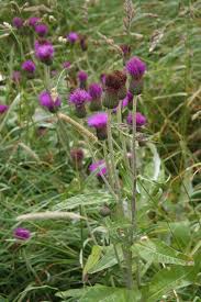 Attēlu rezultāti vaicājumam “Cirsium heterophyllum leaf”