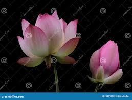 Image result for rosa aquatica