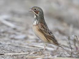 Image result for Emberiza fucata