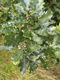 Attēlu rezultāti vaicājumam “Quercus robur”