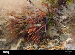 Attēlu rezultāti vaicājumam “Ceramium sp.”