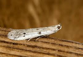 Attēlu rezultāti vaicājumam “Phycitodes binaevella”