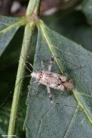 Attēlu rezultāti vaicājumam “Phytocoris longipennis”