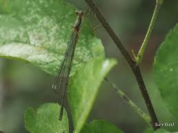 Attēlu rezultāti vaicājumam “Chalcolestes viridis”