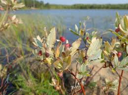 Attēlu rezultāti vaicājumam “Salix lapponum leaf”