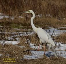 Attēlu rezultāti vaicājumam “Egretta alba”