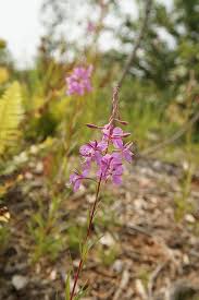 Image result for Epilobium angustifolium