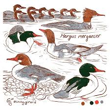 Attēlu rezultāti vaicājumam “Mergus merganser”