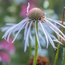 Image result for Echinacea Lustre hybrids