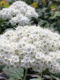 Attēlu rezultāti vaicājumam “Spiraea”