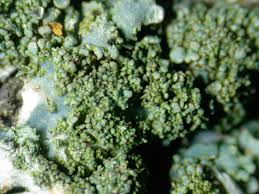 Attēlu rezultāti vaicājumam “Parmelia serrana”