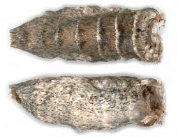 Attēlu rezultāti vaicājumam “Catarhoe rubidata”