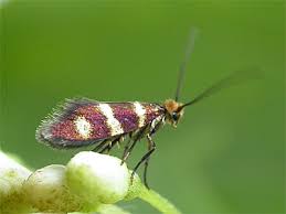 Attēlu rezultāti vaicājumam “Micropterix aureatella”