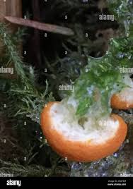 Attēlu rezultāti vaicājumam “Lignydium muscorum”