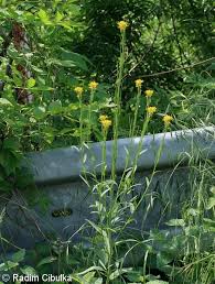 Attēlu rezultāti vaicājumam “Erysimum hieracifolium flower”