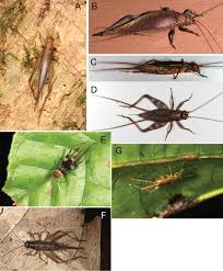 Attēlu rezultāti vaicājumam “Orthoptera”