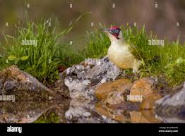 Attēlu rezultāti vaicājumam “Picus viridis”